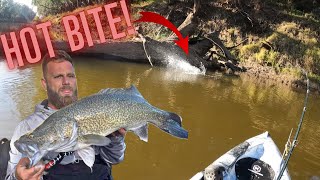 Drifting for MURRAY COD during a HOT BITE- Kayak Fishing central west nsw
