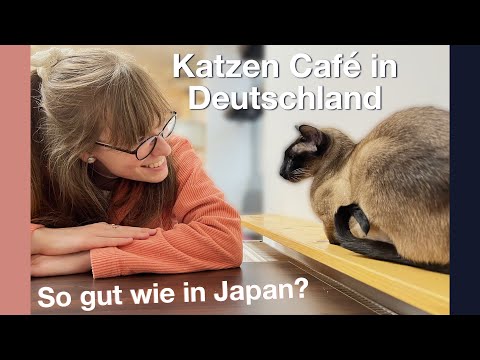 Katzen Café in