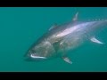 Run and Gun Bluefin Tuna at The Dump