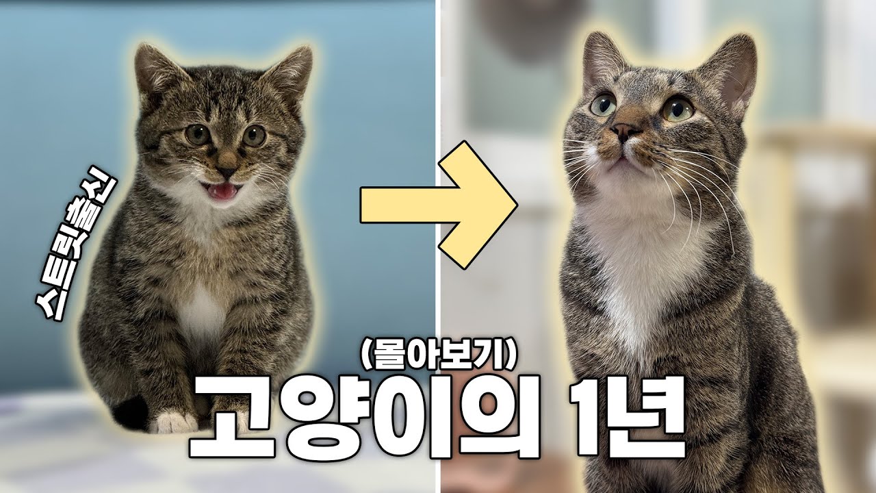 아기길냥이의 1년 간의 변화... 진짜 귀여운 순간만 눌러담았습니다 | (24시즌 박시루 몰아보기)