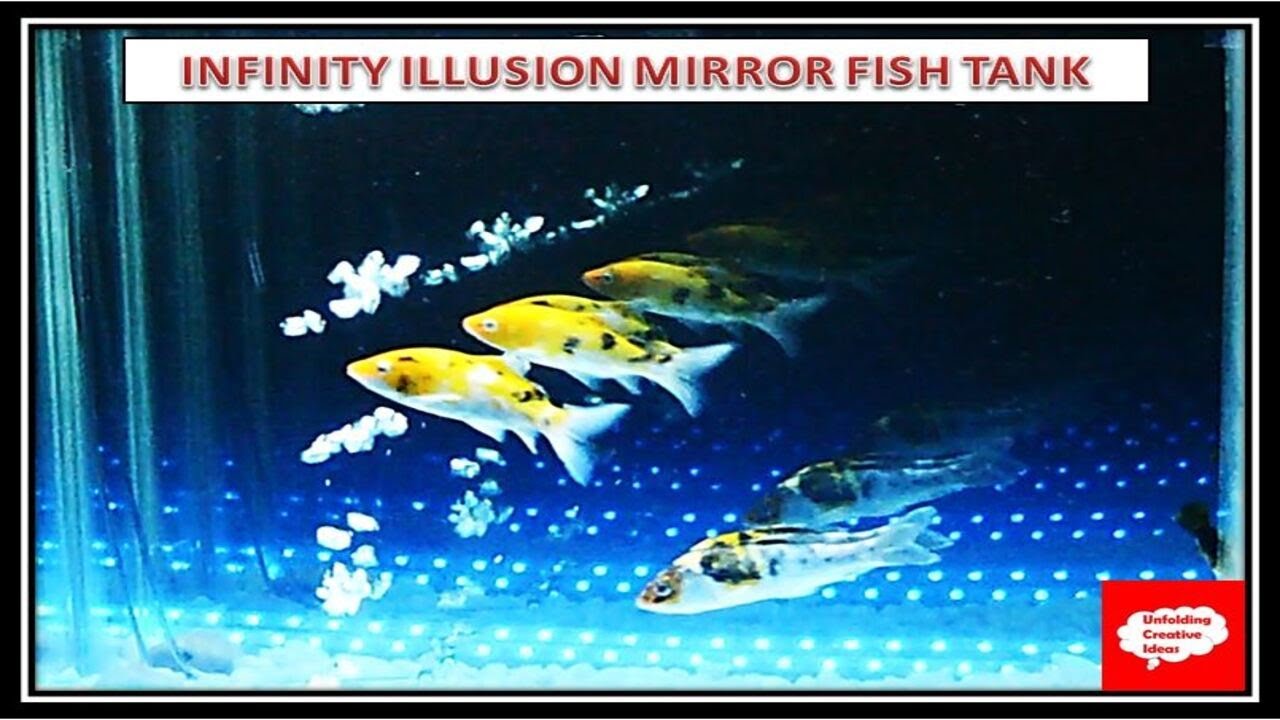 Infinity illusion mirror + Fish tank = Infinity illusion fish tank