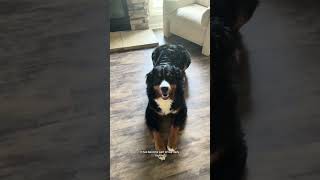 We love our @Levoit pet air purifier! #levoit #levoitairpurifier link: https://get.aspr.app/SH1oj9