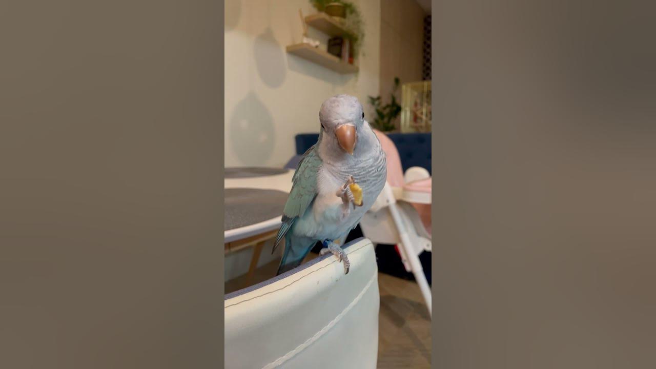 Луіджі вечеряє - YouTube