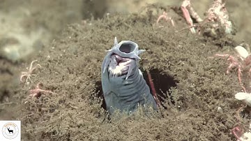 Hagfish - The Slime Producing Marvels of the Sea