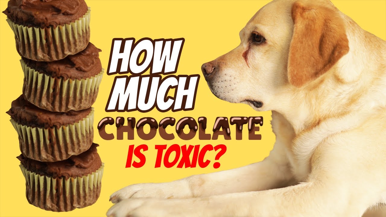 How Much Chocolate Can Kill Your Dog?