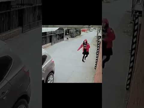 كلب ينقذ فتاة من محاولت الخطف