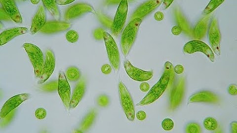 ALGAE animation series