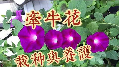 牵牛花/喇叭花的栽种与养护How to Grow Morning Glory Plants - 天天要闻