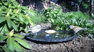 Bird Bath, April 22, 2024 by Alex P 12 views 14 hours ago 2 minutes, 40 seconds