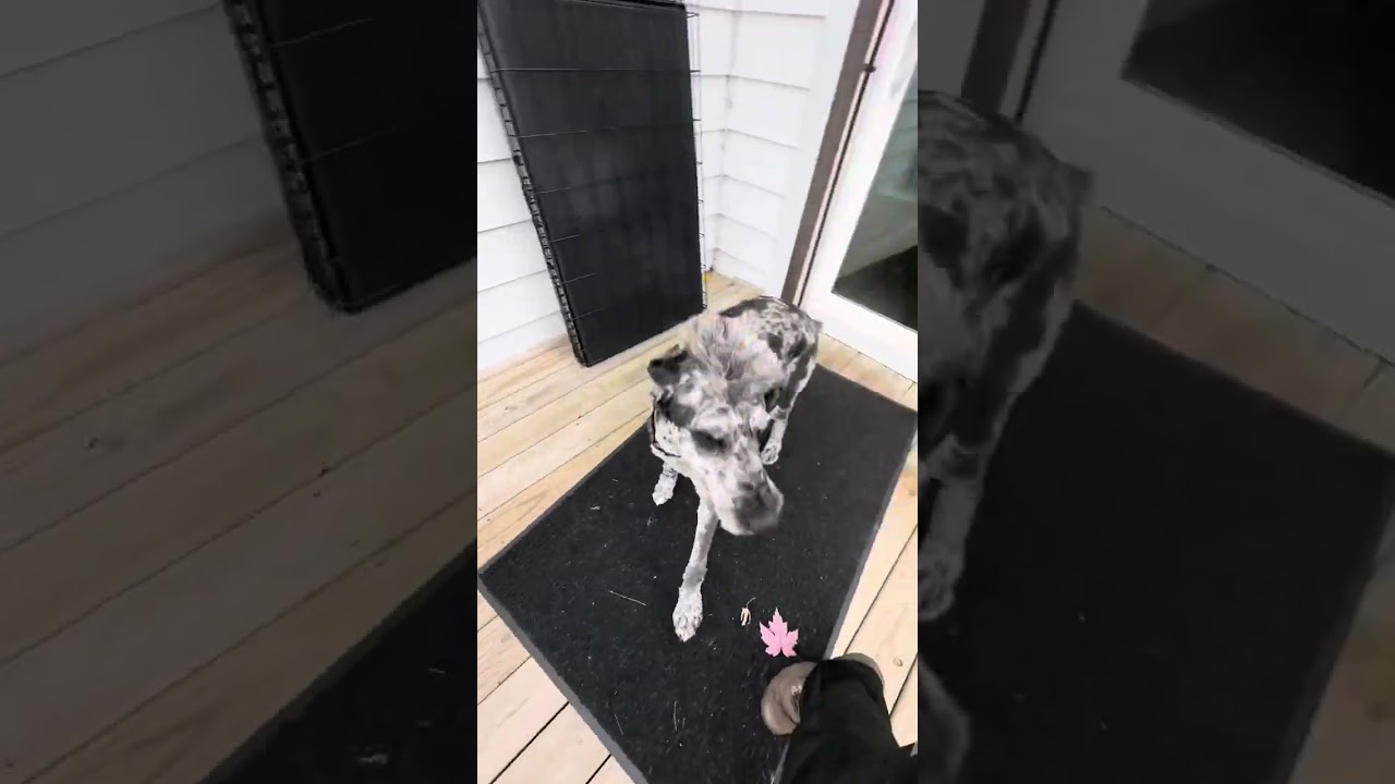 Самовывоз 🚐🐾