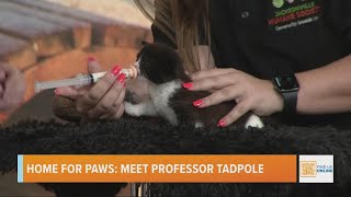 Homes for Paws: Meet Professor Tadpole