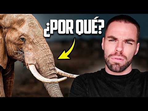 Why did elephants grow trunks?