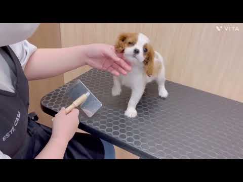 【キャバリア・キングチャールズ・スパニエル】キャバちゃんのブラッシングTime