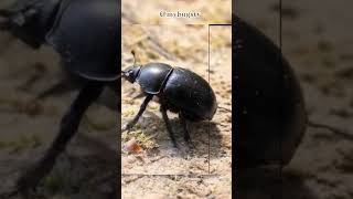 dung beetles crawling on the ground#tranding#beetle#shorts