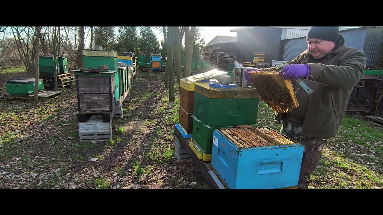 Pasieka pod koniec marca 2024-Buckfast Mellifera B66)GRP) i Buckfast Vulcan B47(GRP) - pawluk.net.pl