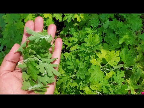 ।। पिंचिंग करके गुल-ए-दाऊदी को घना कैसे बनाएं ।। How to make chrysanthemum bushy by pinching।।