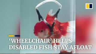 Owner builds ‘wheelchair’ to help disabled goldfish stay afloat