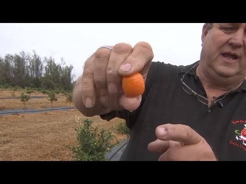Video: Si Hahet Kumquat?