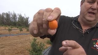 How To Eat A Kumquat