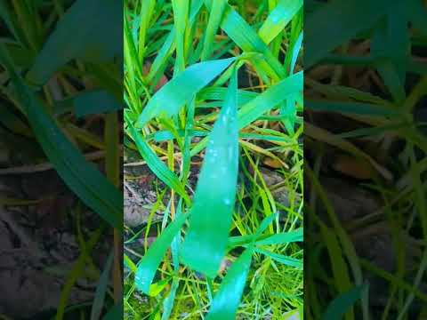 #villagefarming #aziiivlogs #trandingshort #villagevlog #ytshorts