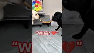 👉 This Dog Refused to Eat… The Reason Will Shock You 😳🐶