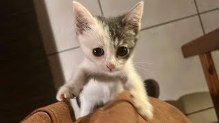 From the Archives Of The Foundation: 3 Months Old Kitte Going Absolutely MENTAL Apropos Of Nothing by Zepippi 569 views 9 days ago 1 minute, 34 seconds