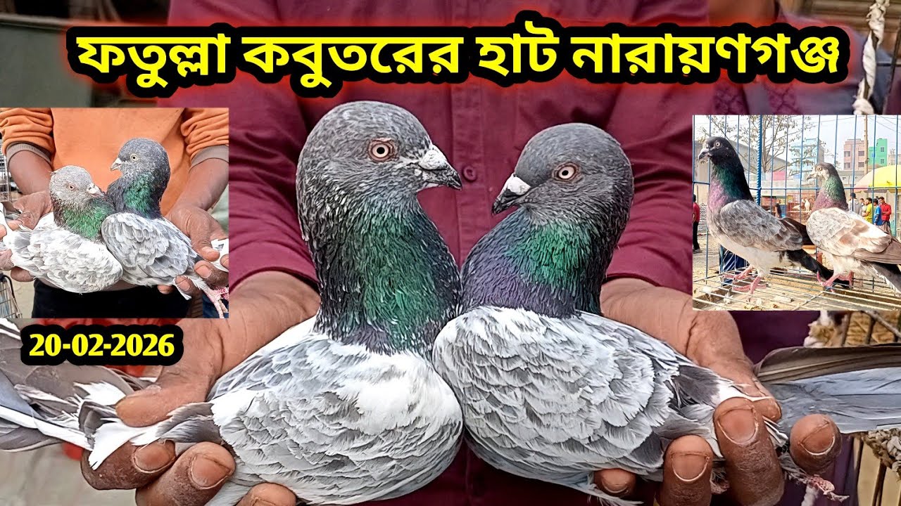 জমজমাট ফতুল্লা কবুতর হাট ২০-০২-২০২৬ | Fatullah kobutor hat | pigeon market price in bd Today kabutar