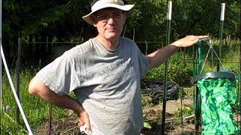 Growing Upside Down Tomatoes