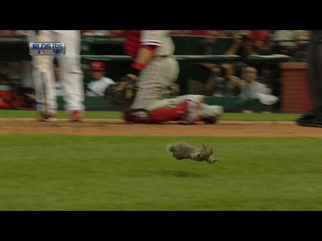 Photo: 'Rally Squirrel' makes Cardinals' World Series rings