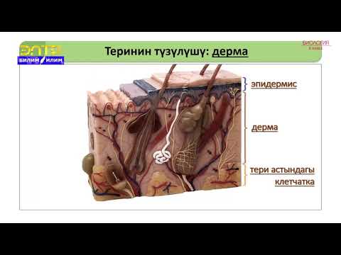 Video: Цикло тери канча турат?