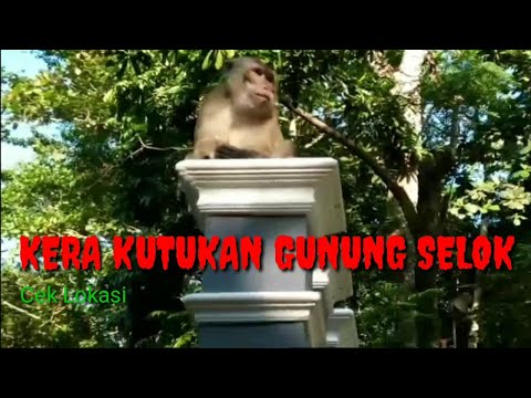 Video: Retrospektif: Kutukan Pulau Monyet • Halaman 2