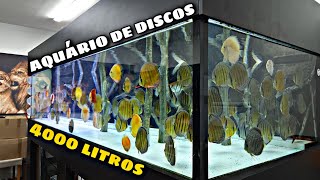 AQUÁRIO GIGANTE DE ACARÁ DISCO DE 4000L