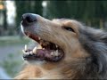 Настроение. Моя собака Муза. Воспоминания 5 летней давности.