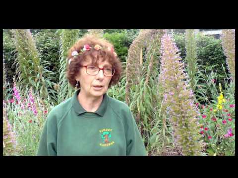 Vídeo: Viper's Bugloss Flower: on i com cultivar la planta de Viper's Bugloss