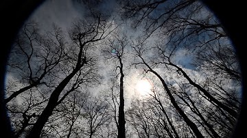 Dark Silhouette Of Tree Tops Full HD Video Footage