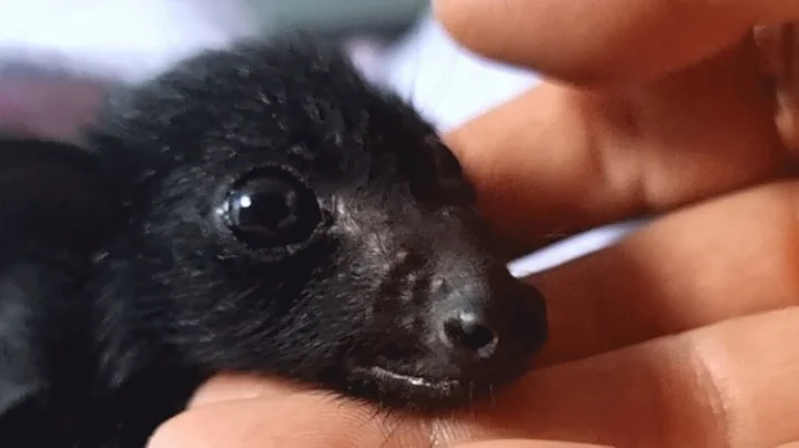 Bat acts like a dog, demands belly rubs - DayDayNews