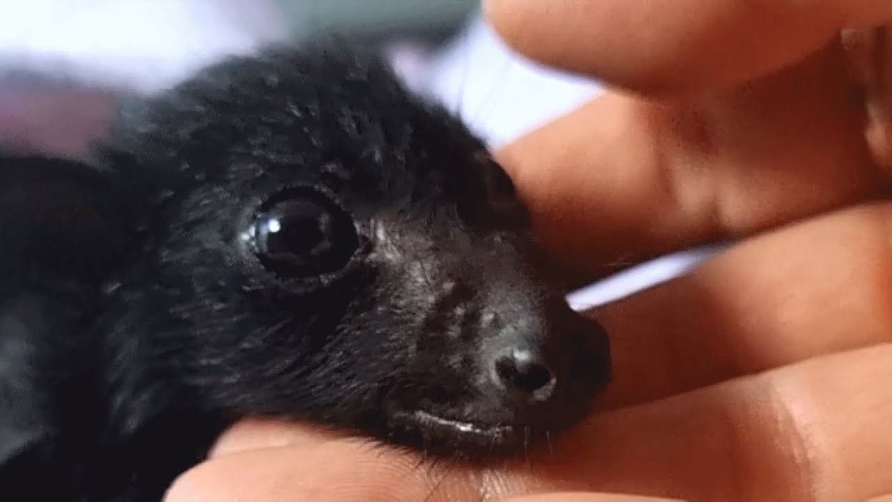 33-Year-Old Bat Loves to Curl Around His Caregiver's Arm and Fall Asleep | The Dodo