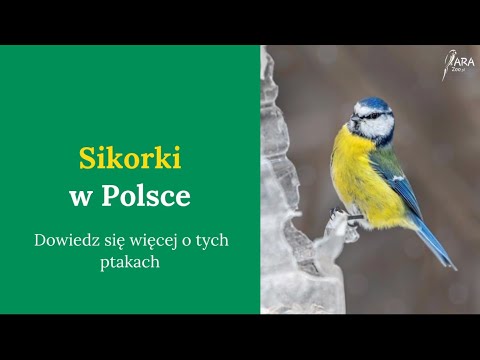 Wideo: Gdzie gniazdują sikorki czarnogłowe?