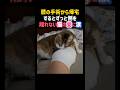 膝の手術から帰宅するとずっと側を離れない猫の愛に涙😭✨ #癒し #感動 #猫 #泣ける #ペット #cat #shorts