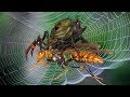 Australian Wasp found and hunted tarantula despite camouflage