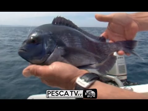Tecnica di pesca delle tanute in mare a light drifting (video completo)