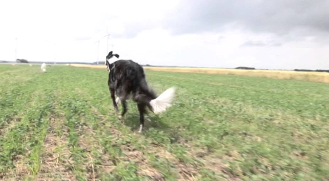 Spaziergang mit Barsoi