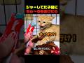 初めてちゅ〜るを食べた保護子猫の変化がすごいｗ #保護猫 #猫動画 #猫のいる暮らし #ちゅーる #猫の反応