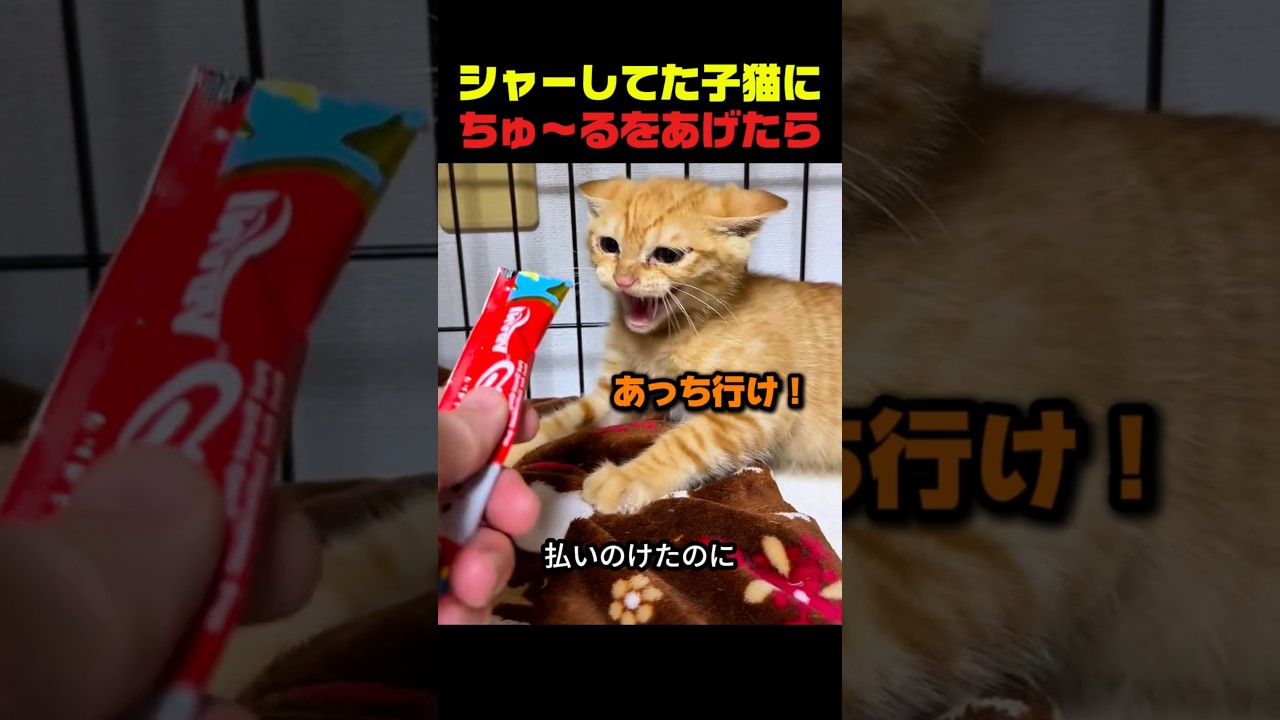 初めてちゅ〜るを食べた保護子猫の変化がすごいｗ #保護猫 #猫動画 #猫のいる暮らし #ちゅーる #猫の反応