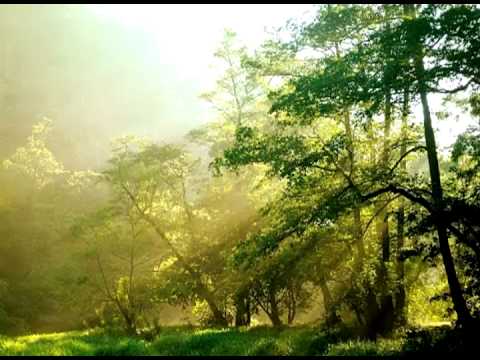 قال رب السجن أحب إ لي مما يدعونني إ ليه مقطع رائع وخاشع للشيخ ثامر الزير سورة يوسف