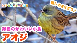 アオジ - 緑色のかわいい小鳥！癒しの鳴き声（さえずり）を持つ