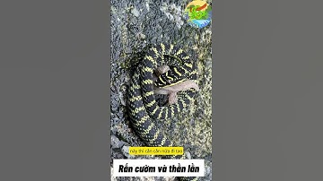 Rắn cườm đấu vật với thằn lằn #ran #snake #tintuc #dongvat #animals #pets #funny #news
