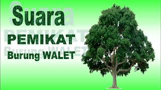 Suara Pemikat Burung Walet