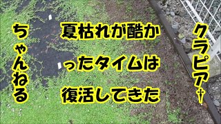 長雨の影響で夏枯れが酷かったタイムに葉っぱ