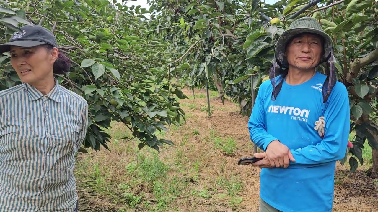 황금알농법 감 단감재배 부유단감 감다수확 단감비료량 